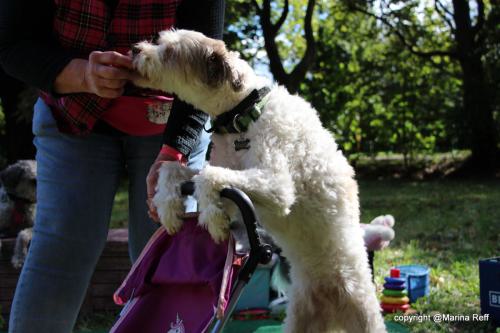 Merlin Puppenwagen